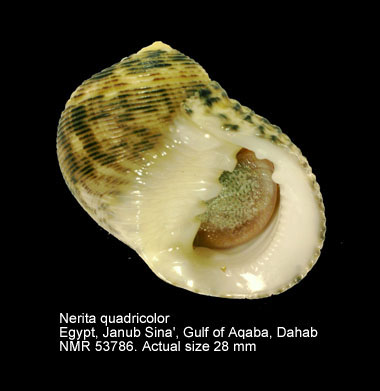 Nerita quadricolor (3).jpg - Nerita quadricolor Gmelin,1791